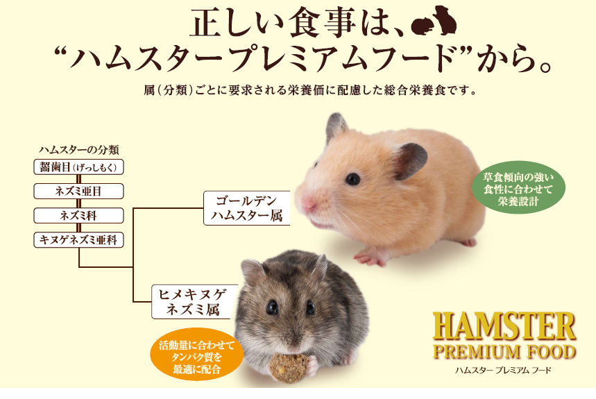 ゴールデンハムスター